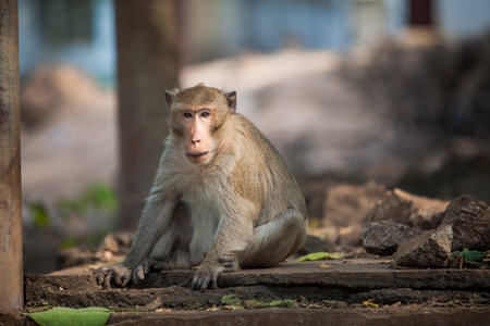 monkeyの写真素材