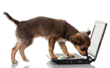 Portrait of a cute chihuahua dog in front of a laptop on white background.の写真素材