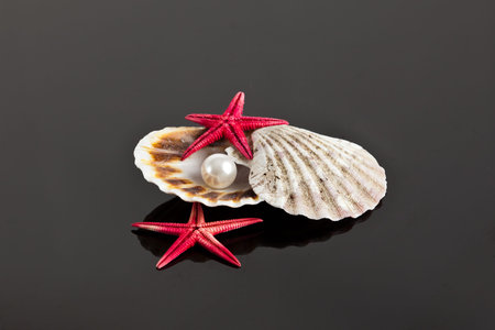 sea star and shellsの写真素材