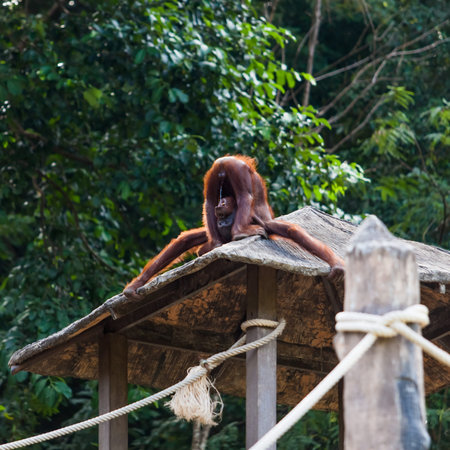 Orangutan drinking urineの写真素材