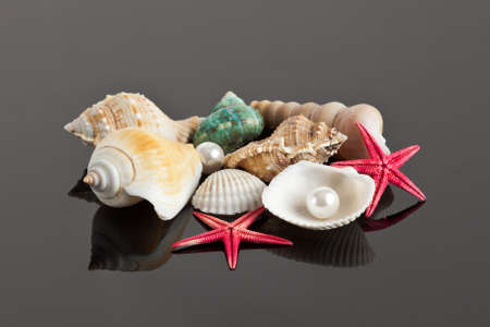 sea star and shellsの写真素材
