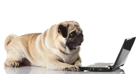 Pug Dog with laptop.の写真素材
