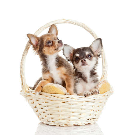 Chihuahua puppy isolated on white. Lovely puppyの写真素材