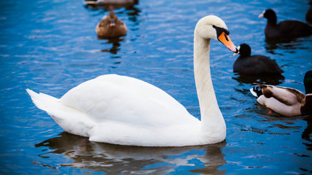 Noble swan. white swan in blue water