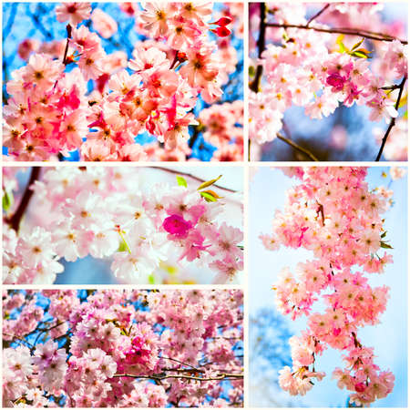 Beautiful Cherry blossom , pink sakura flowerの写真素材