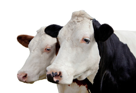 Cows isolated on white 