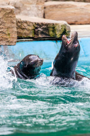 Sea Lion. Sealの写真素材