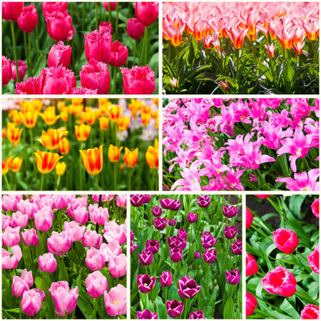 flowerの写真素材