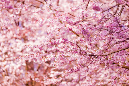 Beautiful Cherry blossom , pink sakura flowerの写真素材