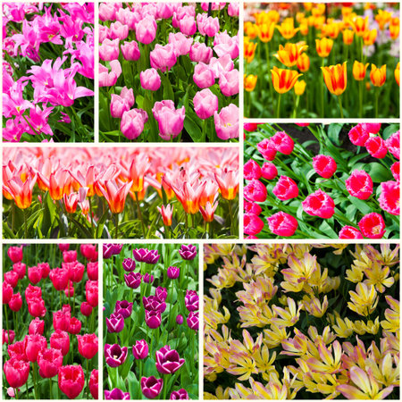 flowerの写真素材