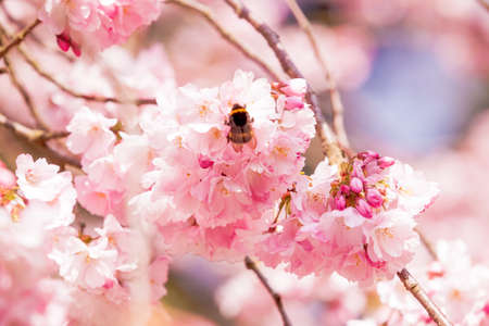 Cherry blossom, sakura flowerの写真素材