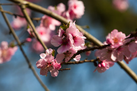 Cherry blossom, sakura flowers