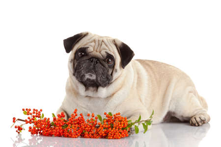 pug dog isolated on a white backgroundの写真素材