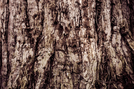 Texture Of Wood. bark of tree texture