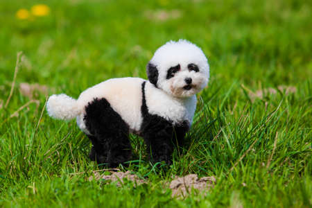 dog repainted on panda.  groomed dog. pet grooming.の写真素材