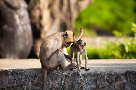 monkey familyの写真素材