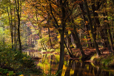 lake in deep forestの写真素材