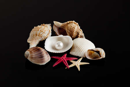 Sea shellsの写真素材