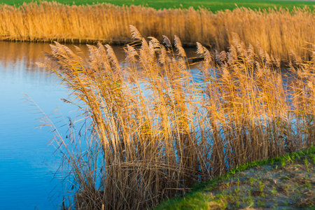 lake with reeds