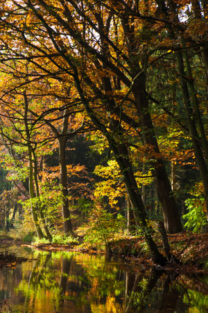 lake in deep forestの写真素材