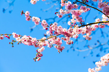 Sakura flowers blooming. Beautiful pink cherry blossomの写真素材