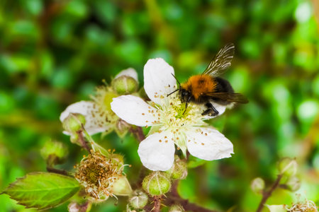 Bee in flower.  Close up of the beeの写真素材