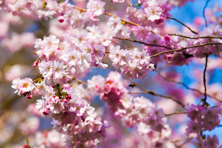 Sakura flowers blooming. Beautiful pink cherry blossom