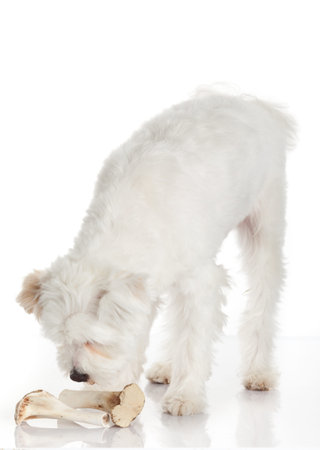dog with bone isolated on white backgroundの写真素材