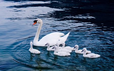 Swan with chicks. Mute swan family