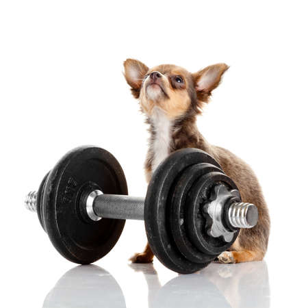 adorable Chihuahua puppy. Cute Chihuahua dog on a white background.の写真素材