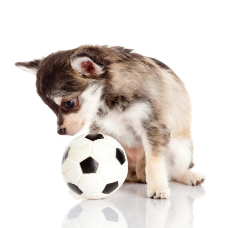 adorable Chihuahua puppy. Cute Chihuahua dog on a white background.の写真素材