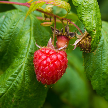 ripe raspberry