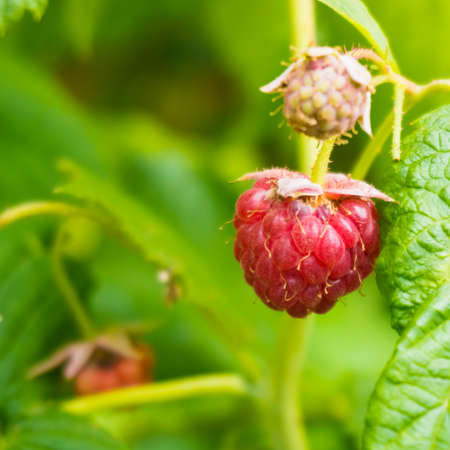ripe raspberryの写真素材