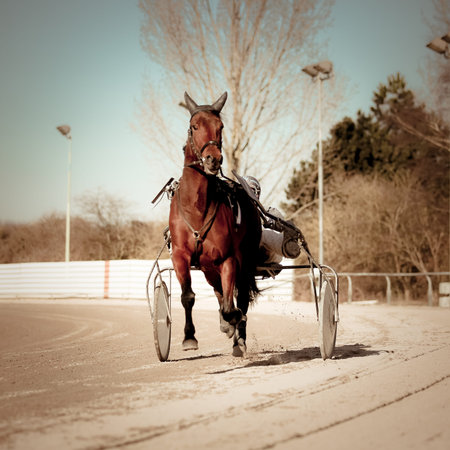 Harness Racing .horseの写真素材