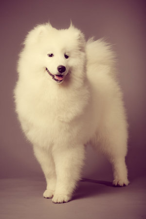 Samoyed dog  の写真素材