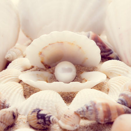 shell on beach  with a instagram filterの写真素材