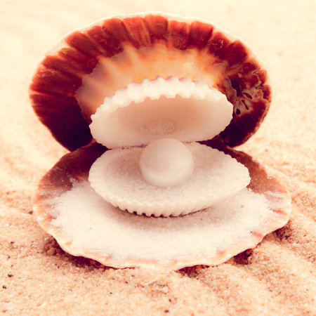 Shell with a pearl  with a  instagram filter