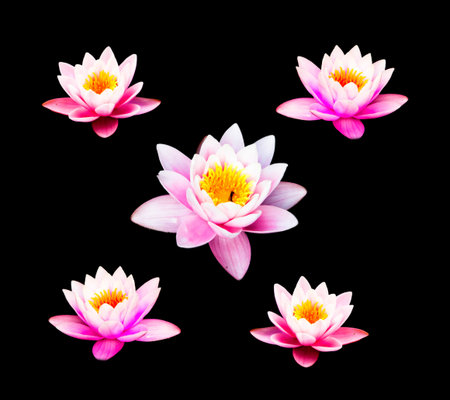 Water lily isolate on the black background. Pink Lotus Flowerの写真素材