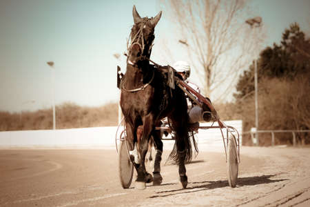 Harness Racing .horseの写真素材