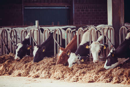 cows in a farm. Dairy cows in a farm.の写真素材