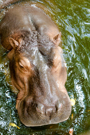 Wild hippopotamus swimming in the water.