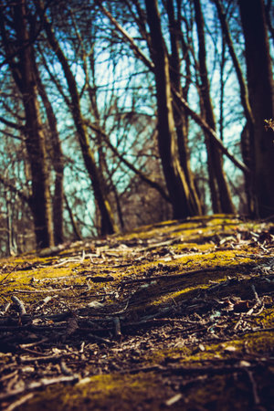 Wild forestの写真素材