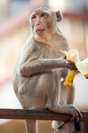 monkeyの写真素材