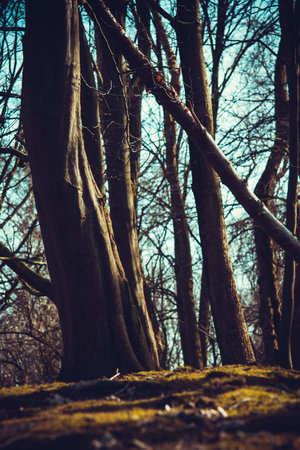 Wild forest