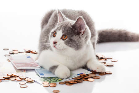 British shorthair cat on a white background. british cat isolatedの写真素材