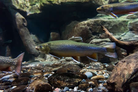 Underwater image of sea troutの写真素材