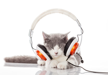 Cute kitten and headphonesの写真素材