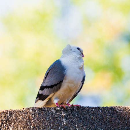 pigeonの写真素材