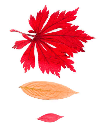 autumn leaves isolated on white background