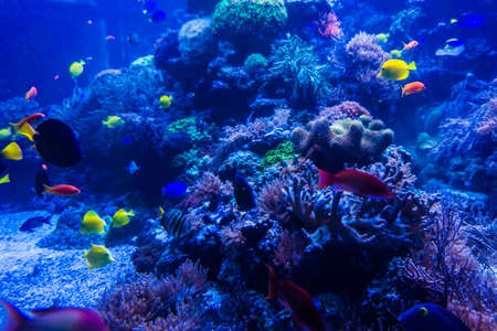 tropical fishes meet in blue coral reef sea water aquarium. Underwater paradiseの写真素材